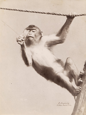 Lot 4004, Auction  128, Anschütz, Ottomar, Monkeys