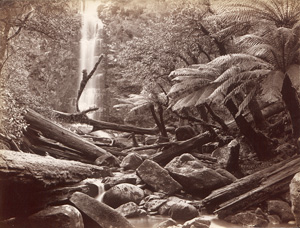 Los 4010 - Australia - Views of rain forests and waterfalls in Australia - 1 - thumb