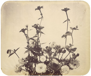 Lot 4018, Auction  128, Braun, Adolphe, Flower study