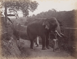 Los 4024 - Ceylon - Views of Ceylon - 3 - thumb