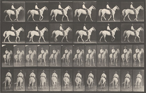 Lot 4069, Auction  128, Muybridge, Eadweard, Elberon walking, saddled