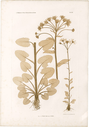 Lot 4072, Auction  128, Nature Printing, Plant studies