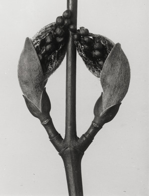 Lot 4115, Auction  128, Blossfeldt, Karl, Pflanzenformen (Plant studies)