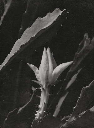 Lot 4173, Auction  128, Hege, Walter, Phyllocactus bud