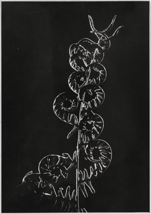 Lot 4176, Auction  128, Holderer, Lena, Plant studies