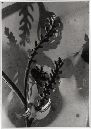 Los 4176 - Holderer, Lena - Plant studies - 1 - thumb