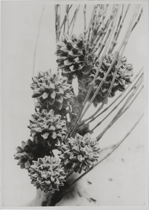 Los 4176 - Holderer, Lena - Plant studies - 2 - thumb