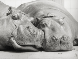 Lot 4241, Auction  128, Sittig, Walter, Flusspferde, Zoo Wilhelma Stuttgart 