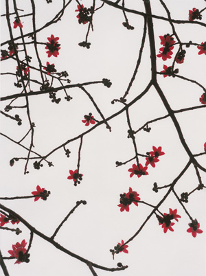 Los 4254 - van Duyvendijk, Marco - Lanterns, Hong Kong and Kapok, Hong Kong  from the series "Watch the Weather Change" - 1 - thumb