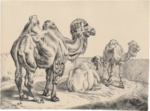 Lot 6728, Auction  128, Klein, Johann Adam, Zwei Kamele und ein Dromedar aus der Menagerie von Schloss Schönbrunn