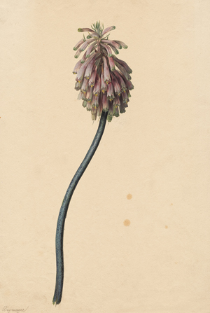 Lot 6736, Auction  128, Wegmayr, Sebastian, Südafrikanische Kaplilie (Veltheimia Capensis)