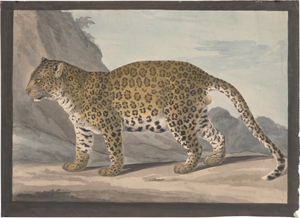 Lot 6738, Auction  128, Brodtmann, Karl Joseph - zugeschrieben, Ein Leopard