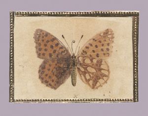 Los 6739 - Deutsch - um 1840. Ca. 135 aquarellierte Naturselbstdrucke von verschiedenen Schmetterlingen und Motten. - 1 - thumb