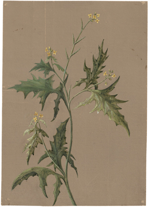 Los 6740 - Deutsch - um 1840.  Ca. 122 botanische Studien von Wiesenpflanzen und Gräsern - 1 - thumb