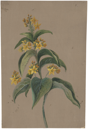 Los 6740 - Deutsch - um 1840.  Ca. 122 botanische Studien von Wiesenpflanzen und Gräsern - 2 - thumb