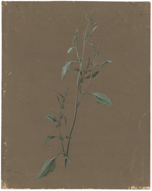 Los 6740 - Deutsch - um 1840.  Ca. 122 botanische Studien von Wiesenpflanzen und Gräsern - 3 - thumb