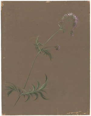 Los 6740 - Deutsch - um 1840.  Ca. 122 botanische Studien von Wiesenpflanzen und Gräsern - 4 - thumb