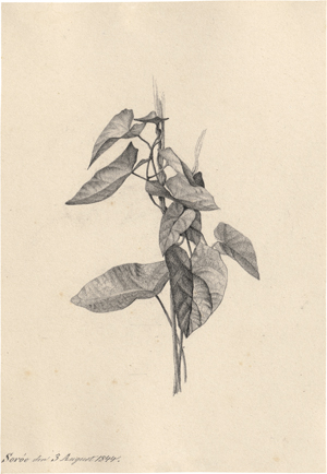 Lot 6742, Auction  128, Kierkegaard, Niels Christian, Zaunwinde; Umrankte Wiesenblume