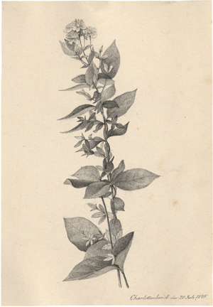 Los 6742 - Kierkegaard, Niels Christian - Zaunwinde; Umrankte Wiesenblume - 1 - thumb