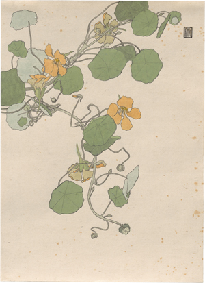 Lot 6813, Auction  128, Müller-Wolkenstein, Kurt, Kapuzinerkresse