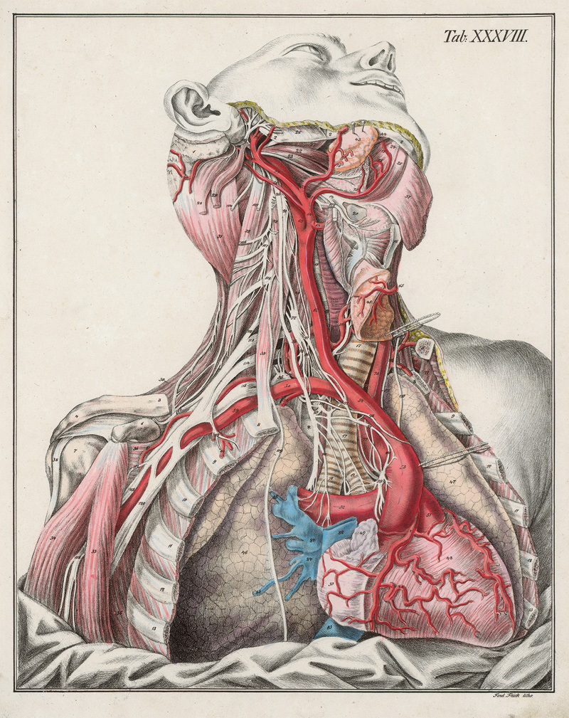 Lot 203, Auction  128, Bierkowski, Ludwig Joseph von, Anatomisch-chirurgische Abbildungen nebst Darstellungen ud Beschreibungen