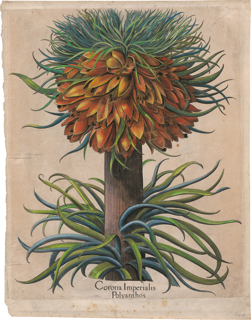 Lot 279, Auction 128, Besler, Basilius, Corona Imperialis Polyanthos