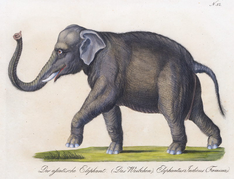 Lot 283, Auction 128, Brodtmann, Karl Joseph, Sieben kolorierte lithographische Tafeln