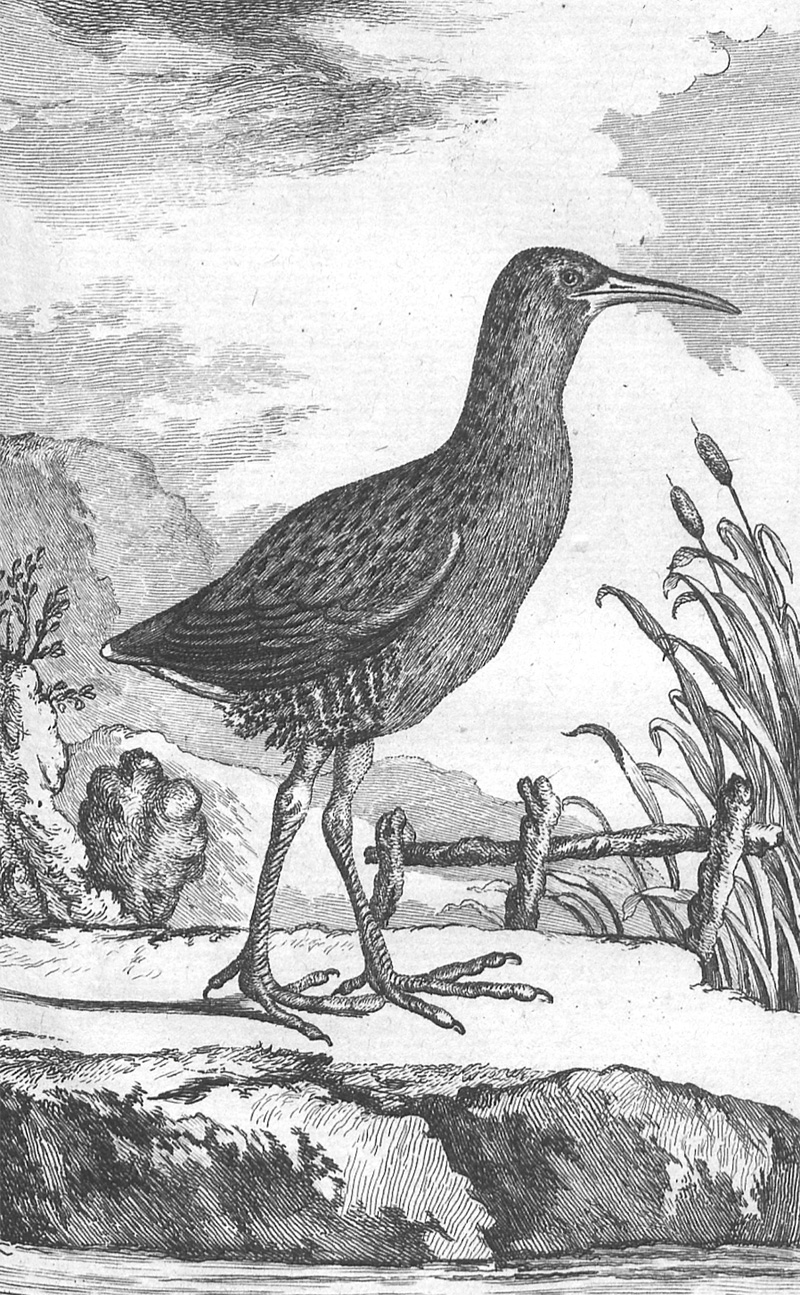 Lot 284, Auction 128, Buffon, Georges Louis Leclerc Comte de, Histoire naturelle des oiseaux