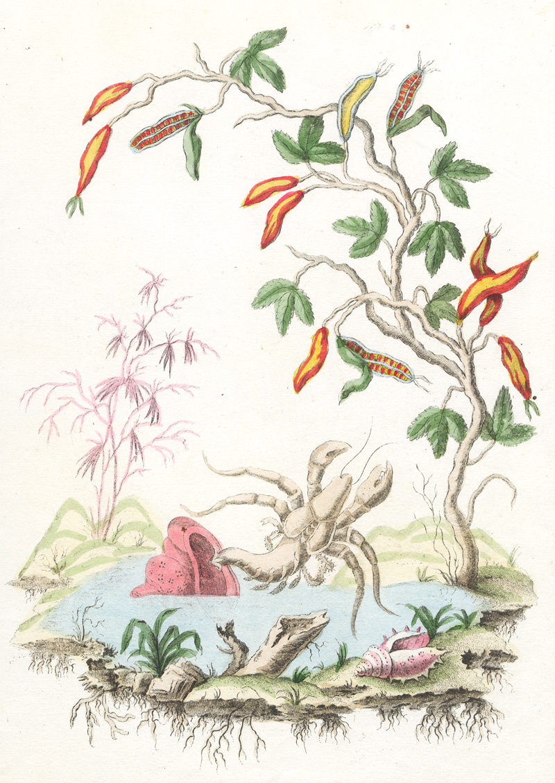 Lot 285, Auction 128, Charton, Jacques, Collection de plantes étrangères en fleurs