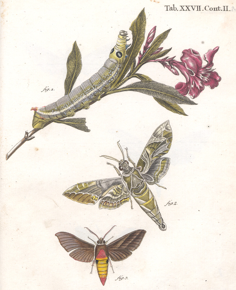 Lot 287, Auction 128, Esper, Eugen Johann Christoph, Der europäischen Schmetterlinge zweyter Theil