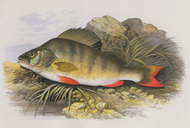 Lot 292, Auction 128, Houghton, William, British Fresh-Water Fishes