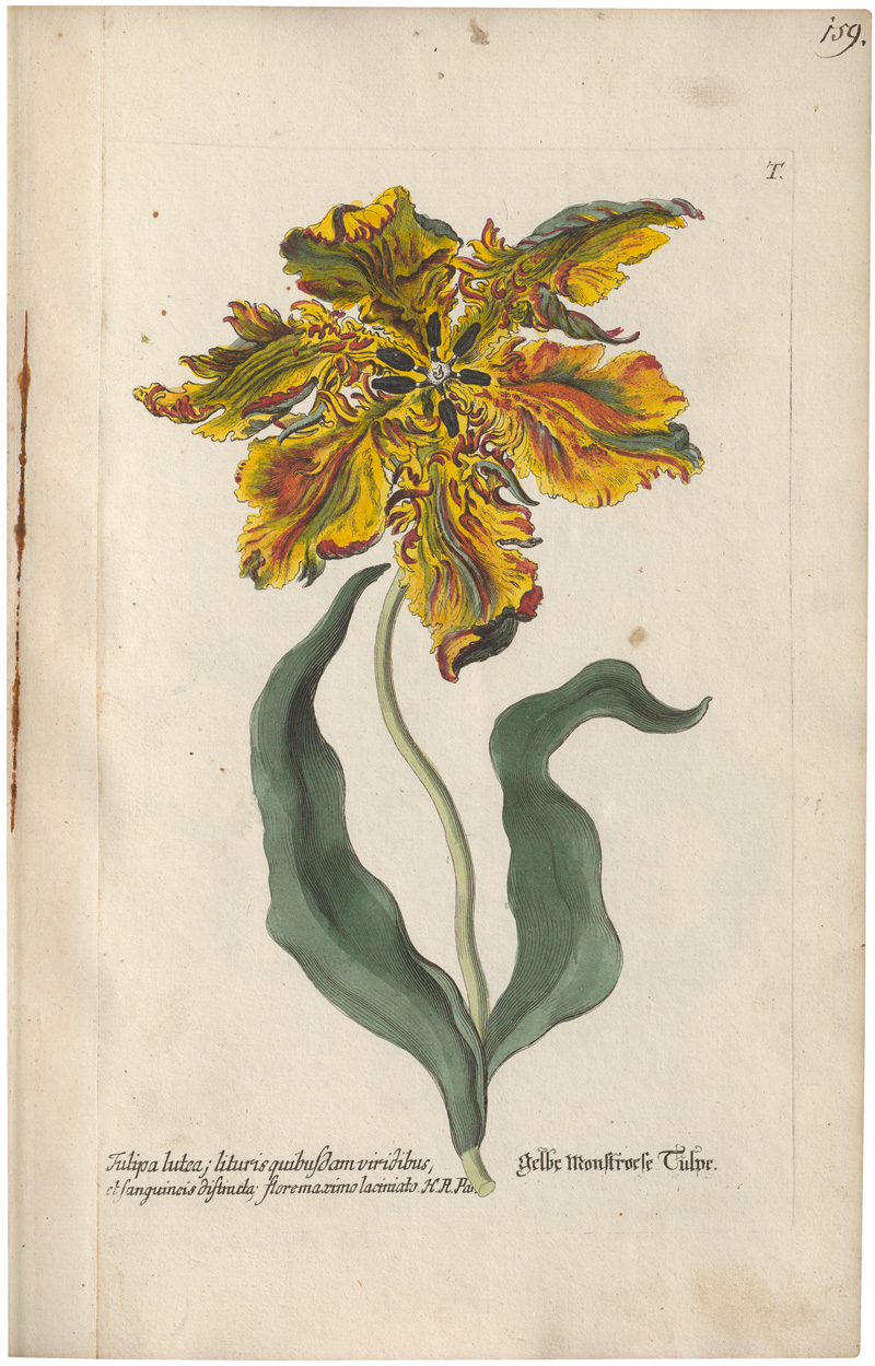 Lot 293, Auction 128, Knorr, Georg Wolfgang, Regnum Florae
