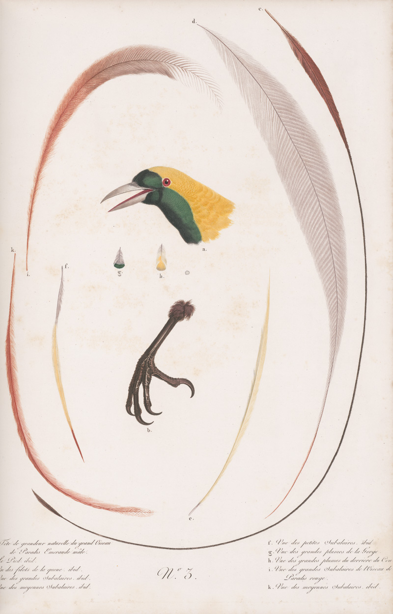 Lot 294, Auction 128, Levaillant, François, Histoire naturelle des oiseaux. Paris 1801-1818