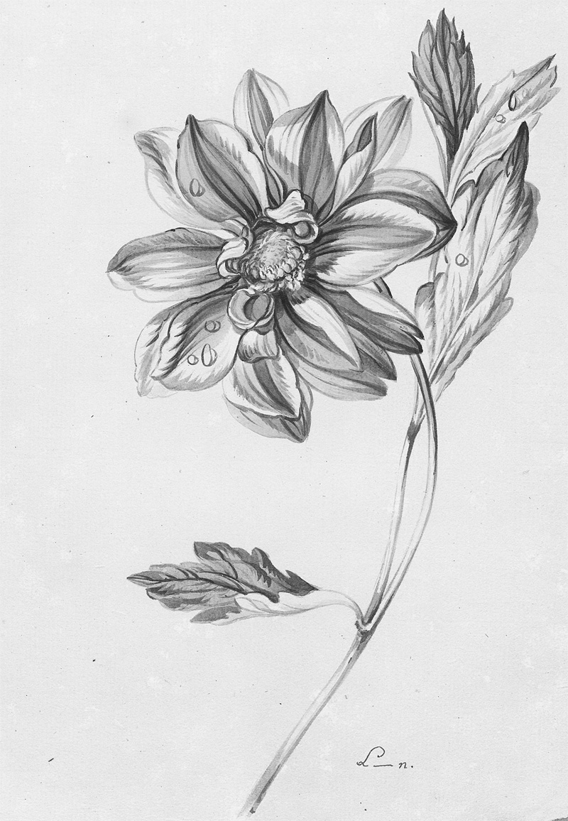 Lot 295, Auction 128, Lornstein und Florale Tuschezeichnungen, 17 Tuschezeichnungen in Schwarz und Sepia