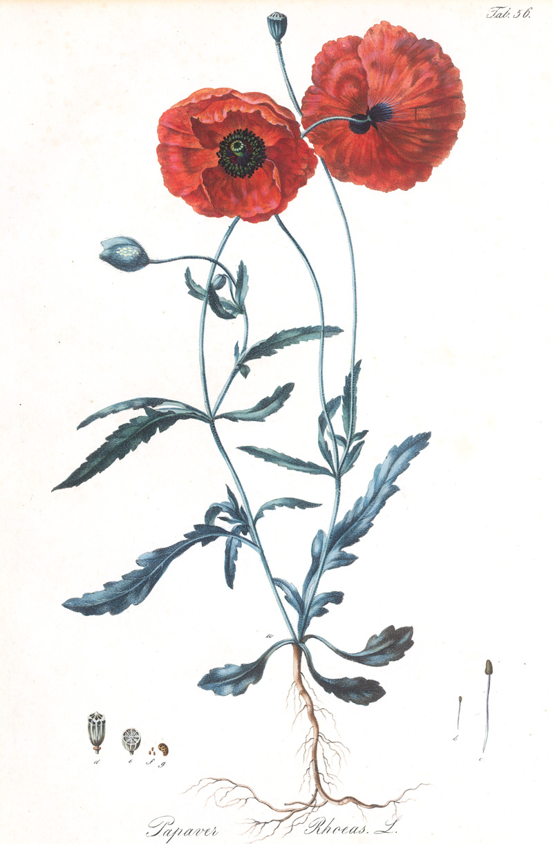 Lot 298, Auction 128, Mohnblumen, Konvolut von 4 kolorierten Kupferstichen, 3 (1 wiederholt) kolorierten Holschnitten, 1 kolorierte Lithographie und 1 farbige Abbildung mit Mohnblüten
