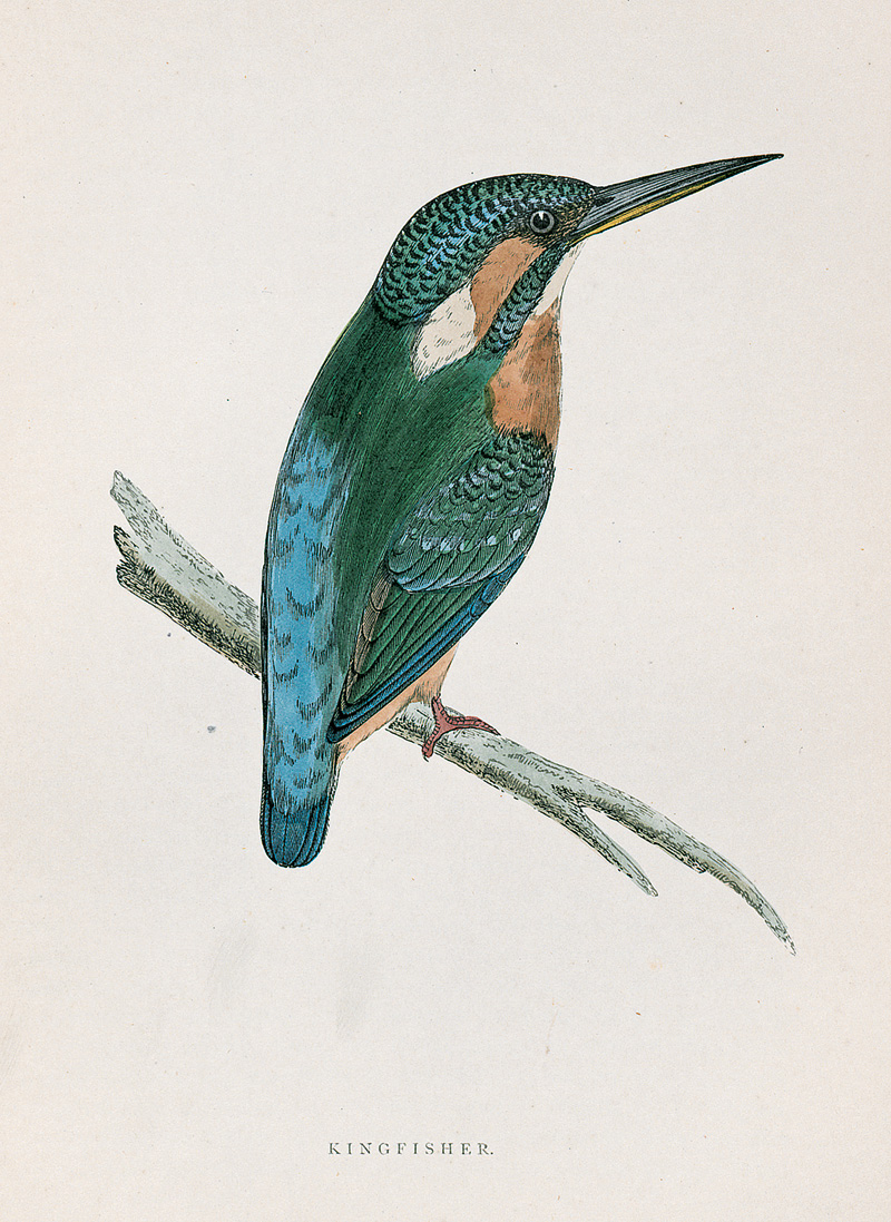 Lot 299, Auction 128, Morris, F. O., A History of British Birds