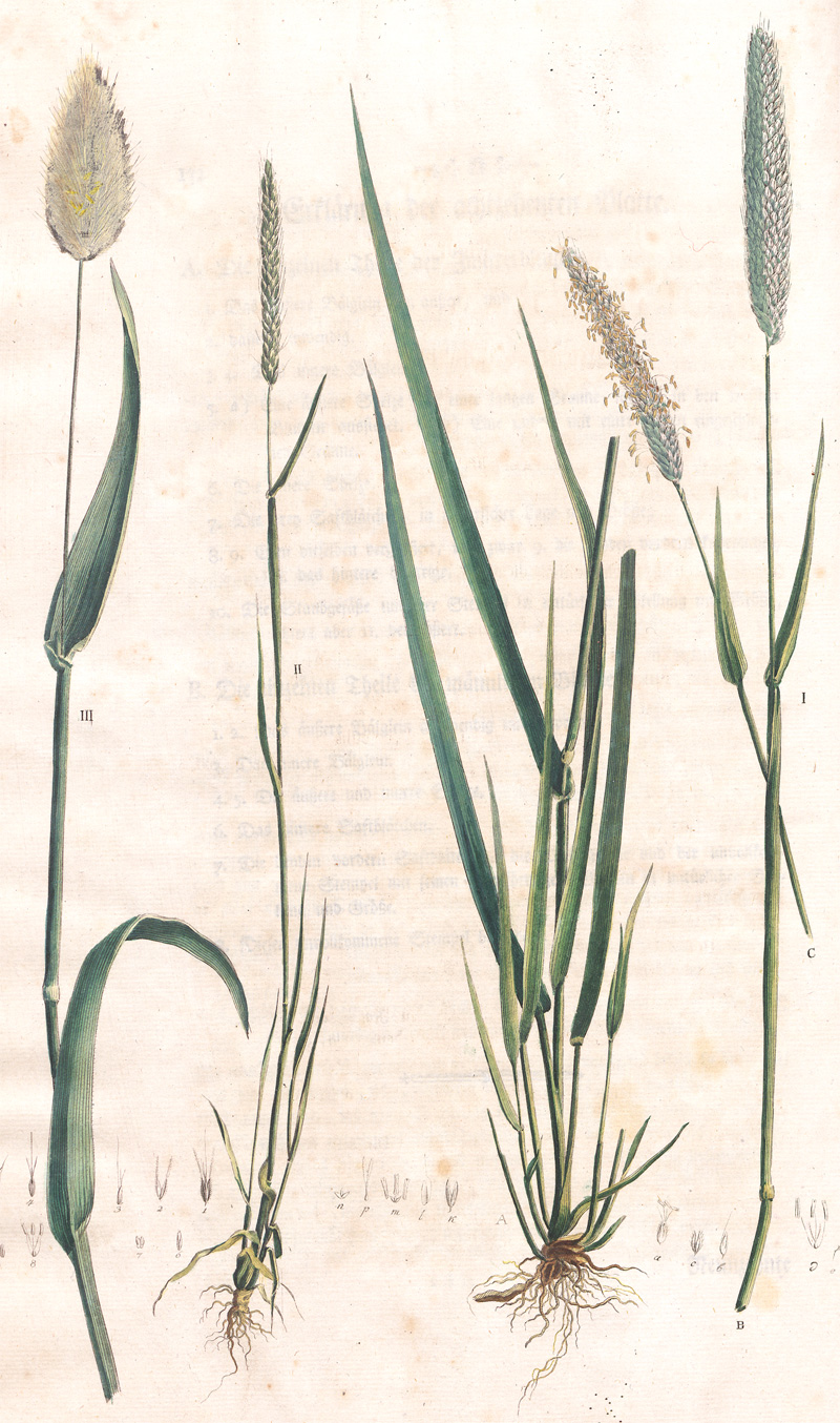 Lot 302, Auction 128, Schreber, Johann Christian Daniel, Beschreibung der Gräser