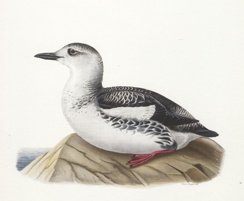 Lot 307, Auction 128, Wright, Magnus von, Sammlung von 15 Vogeldarstellungen in Chromolithographie
