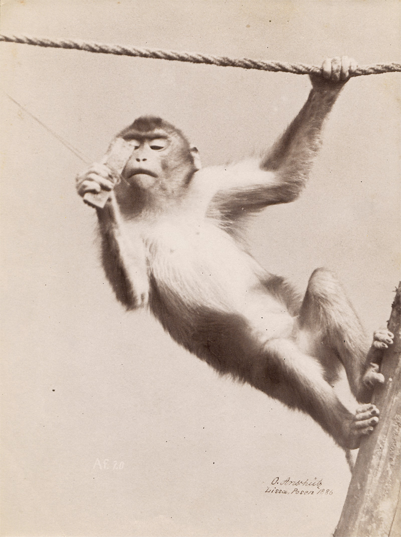 Lot 4004, Auction  128, Anschütz, Ottomar, Monkeys
