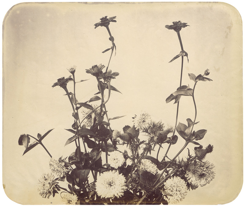 Lot 4018, Auction  128, Braun, Adolphe, Flower study