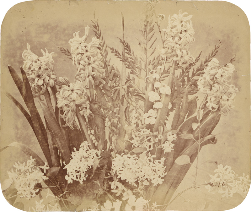 Lot 4019, Auction  128, Braun, Adolphe, Flower study