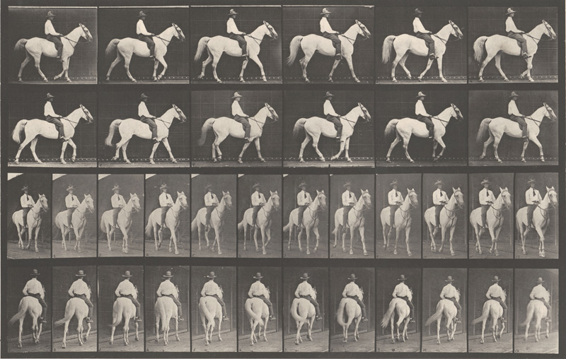 Lot 4069, Auction 128, Muybridge, Eadweard, Elberon walking, saddled