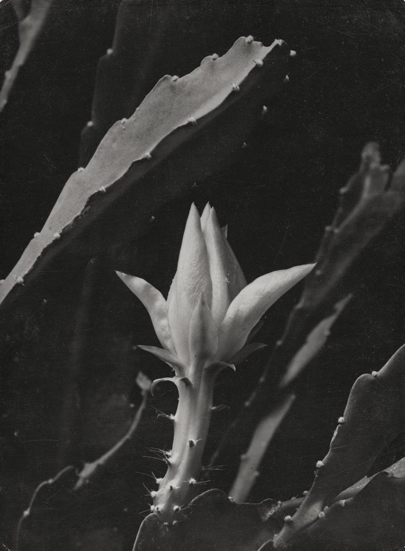 Lot 4173, Auction  128, Hege, Walter, Phyllocactus bud