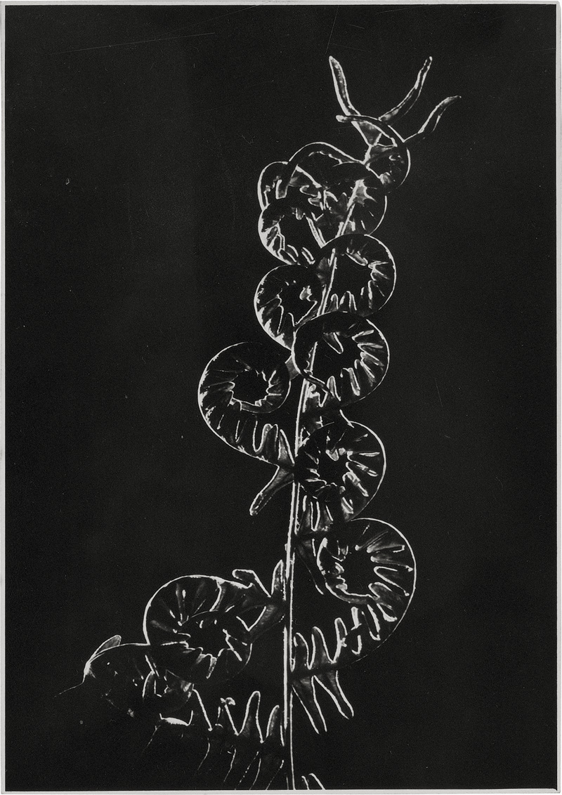 Lot 4176, Auction  128, Holderer, Lena, Plant studies