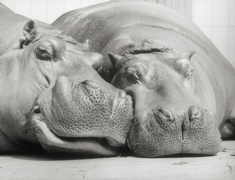Lot 4241, Auction 128, Sittig, Walter, Flusspferde, Zoo Wilhelma Stuttgart