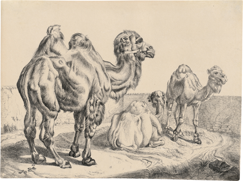 Lot 6728, Auction 128, Klein, Johann Adam, Zwei Kamele und ein Dromedar aus der Menagerie von Schloss Schönbrunn