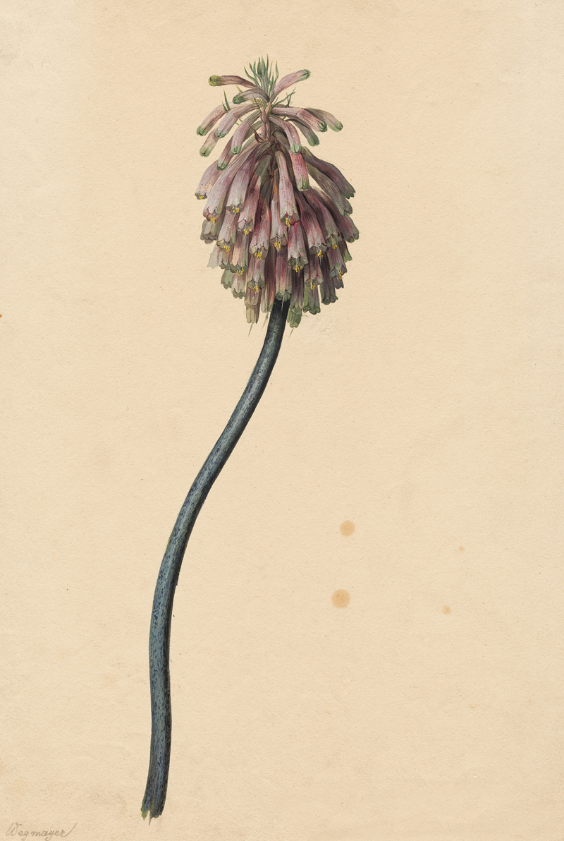 Lot 6736, Auction 128, Wegmayr, Sebastian, Südafrikanische Kaplilie (Veltheimia Capensis)