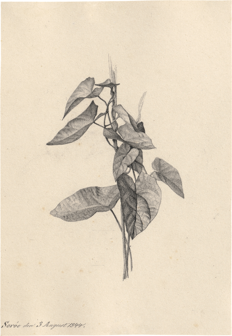 Lot 6742, Auction 128, Kierkegaard, Niels Christian, Zaunwinde; Umrankte Wiesenblume